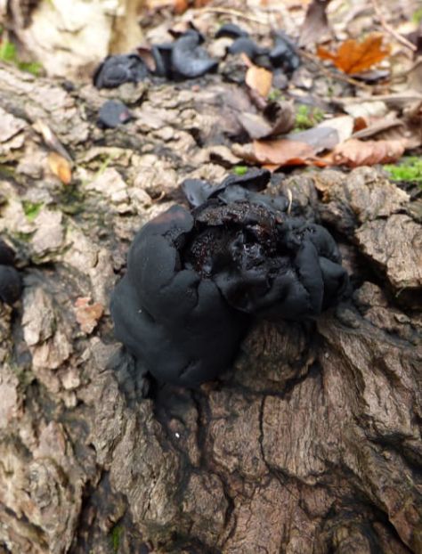Over-mature fruit bodies an oak in the New Forest, UK.
